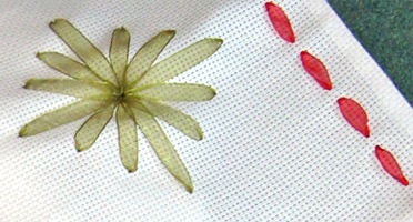 openwork on Aida needlework fabric 
