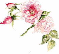 Romance of roses