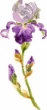 Light purple iris - cross stitch pattern - by Féeféedille